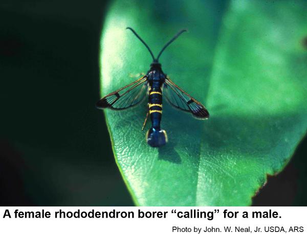 Moths of rhododendron borers